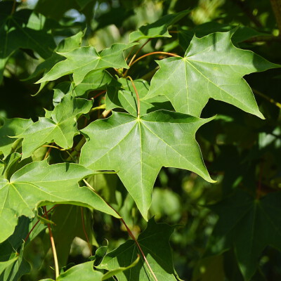 Acer cappadocicum 'Rubrum' (2) Hoogheide